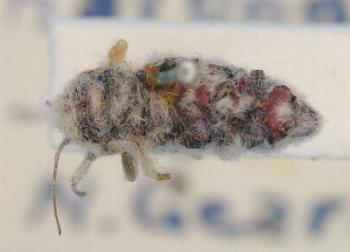 Phenacomorpha bisecta