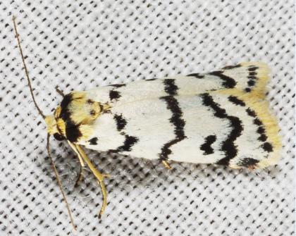 Thallarcha catasticta