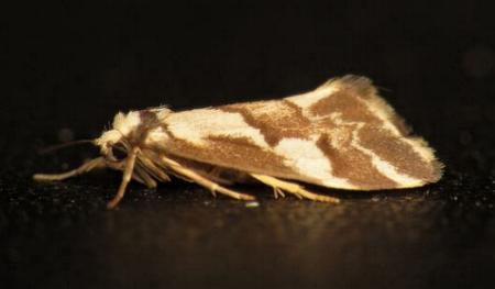 Philenora chionastis