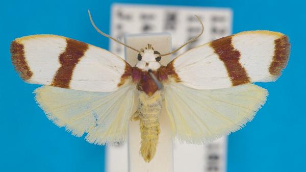 Padenodes cuprizona