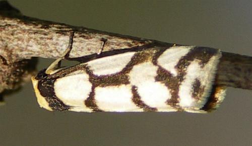 Chiriphe dichotoma