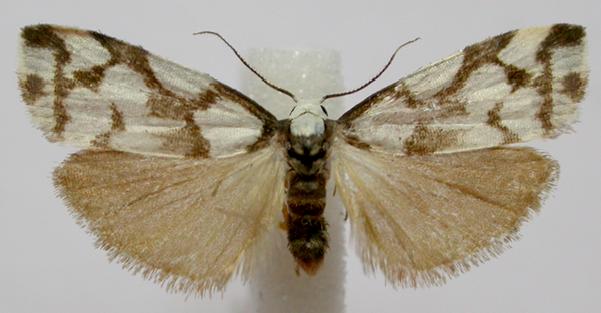 Chiriphe dichotoma