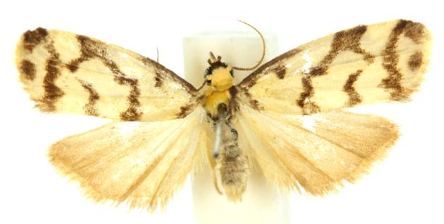 Chiriphe dictyota