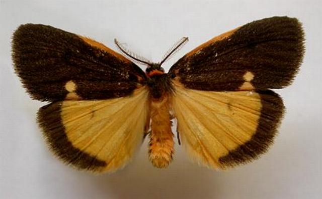 Castulo doubledayi