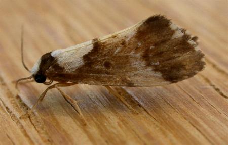 Philenora elegans