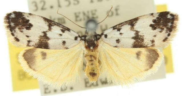 Thallarcha eremicola