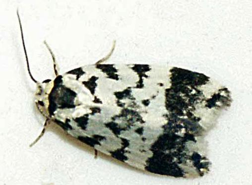 Goniosema euraphota