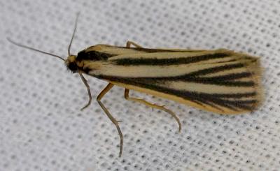 Phaeophlebosia furcifera
