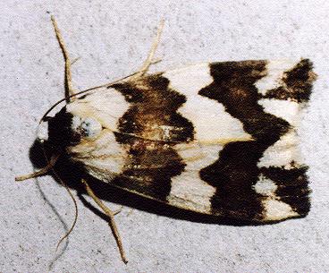 Termessa gratiosa