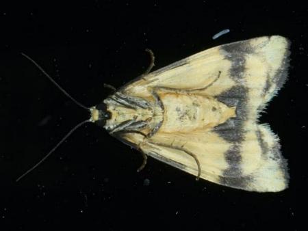 Termessa gratiosa