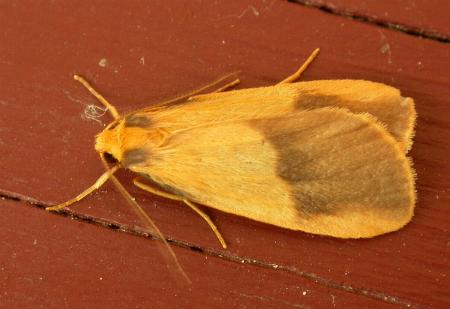 Threnosia heminephes
