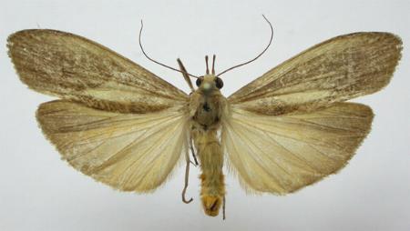 Calamidia hirta
