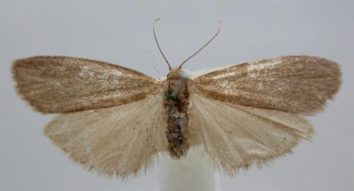 Threnosia hypopolia
