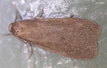 Threnosia hypopolia