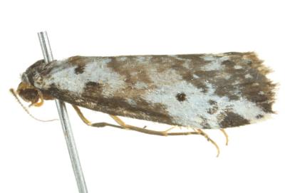Thallarcha isophragma