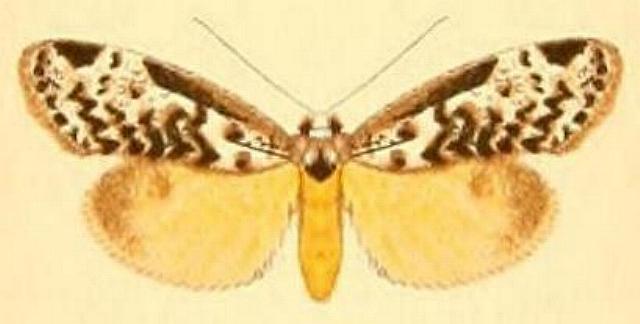 Thallarcha isophragma