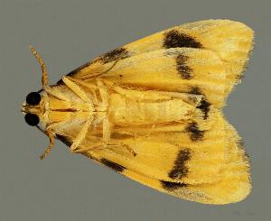 Heliosia jucunda