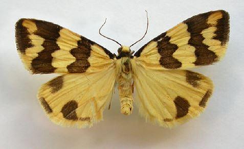 Termessa laeta