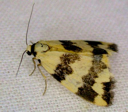 Termessa laeta