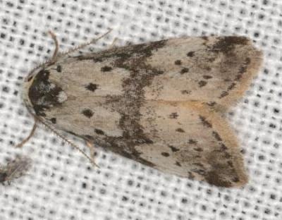 Thallarcha lechrioleuca