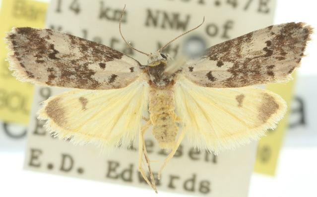 Thallarcha lechrioleuca
