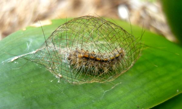 Cyana meyricki