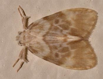 Nudaria mollis