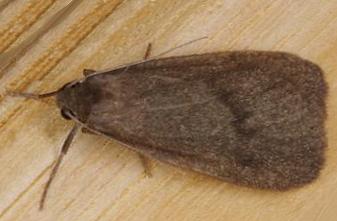 Threnosia myochroa