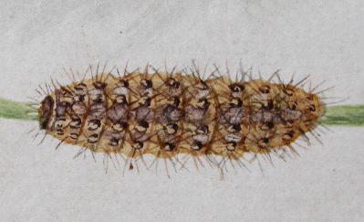Termessa nivosa