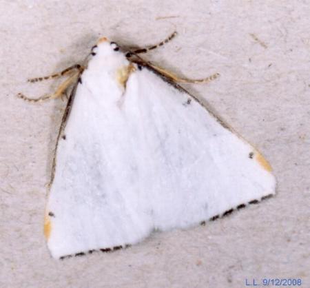Termessa nivosa