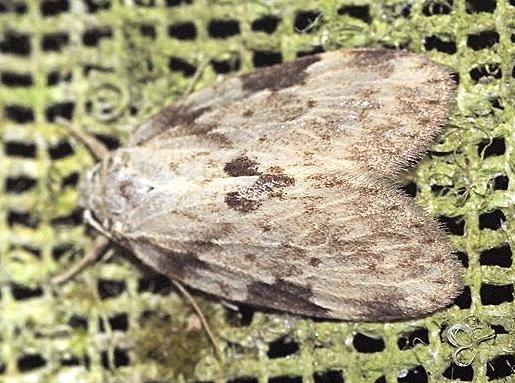 Schistophleps obducta
