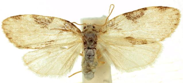 Schistophleps obducta