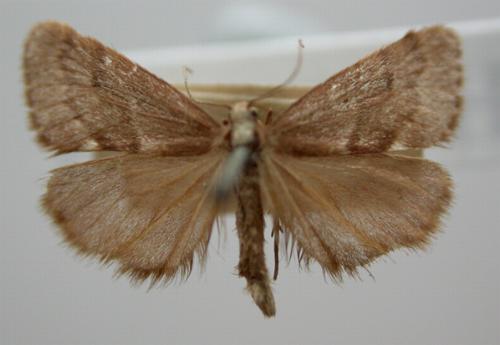 Philenora omophanes