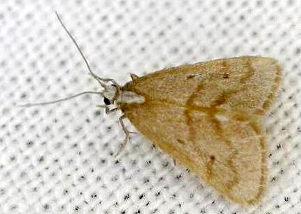 Philenora omophanes