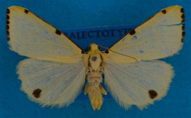 Termessa orthocrossa