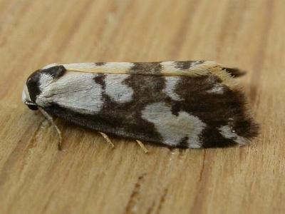 Thallarcha pellax