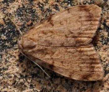 Damias pelochroa