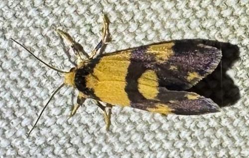 Philenora placochrysa