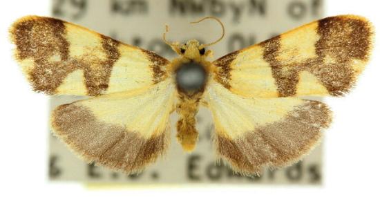 Philenora placochrysa