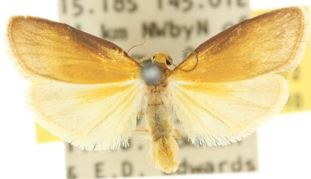 Lambula pleuroptycha