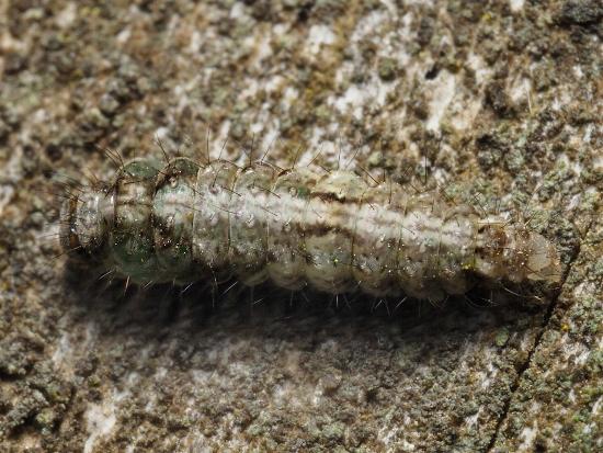 Damias procrena