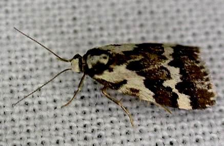 Damias procrena