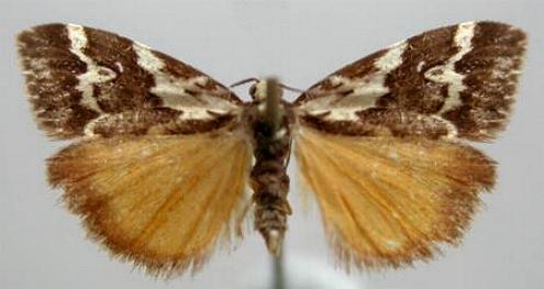Damias procrena