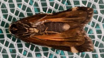 Damias procrena
