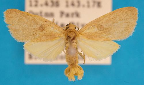 Tylanthes ptochias