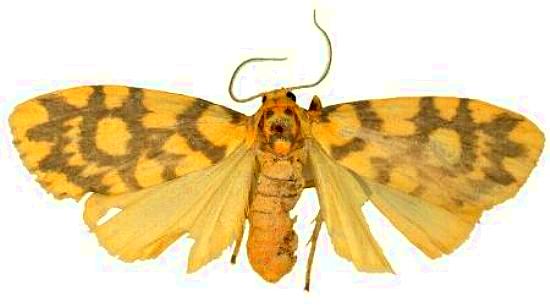 Cyme reticulata