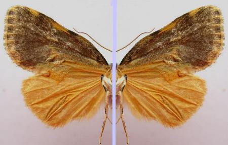 Parelictis saleuta