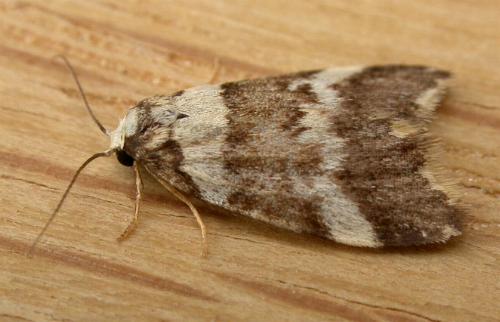 Halone sejuncta