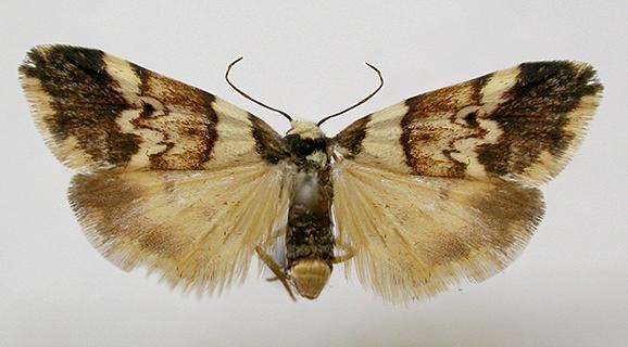 Halone sejuncta