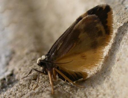 Halone sejuncta